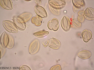 ISEM 2/Heliophila_scandens_33559/Heliophila_scandens_33559_0001(copy)_thumb.jpg
